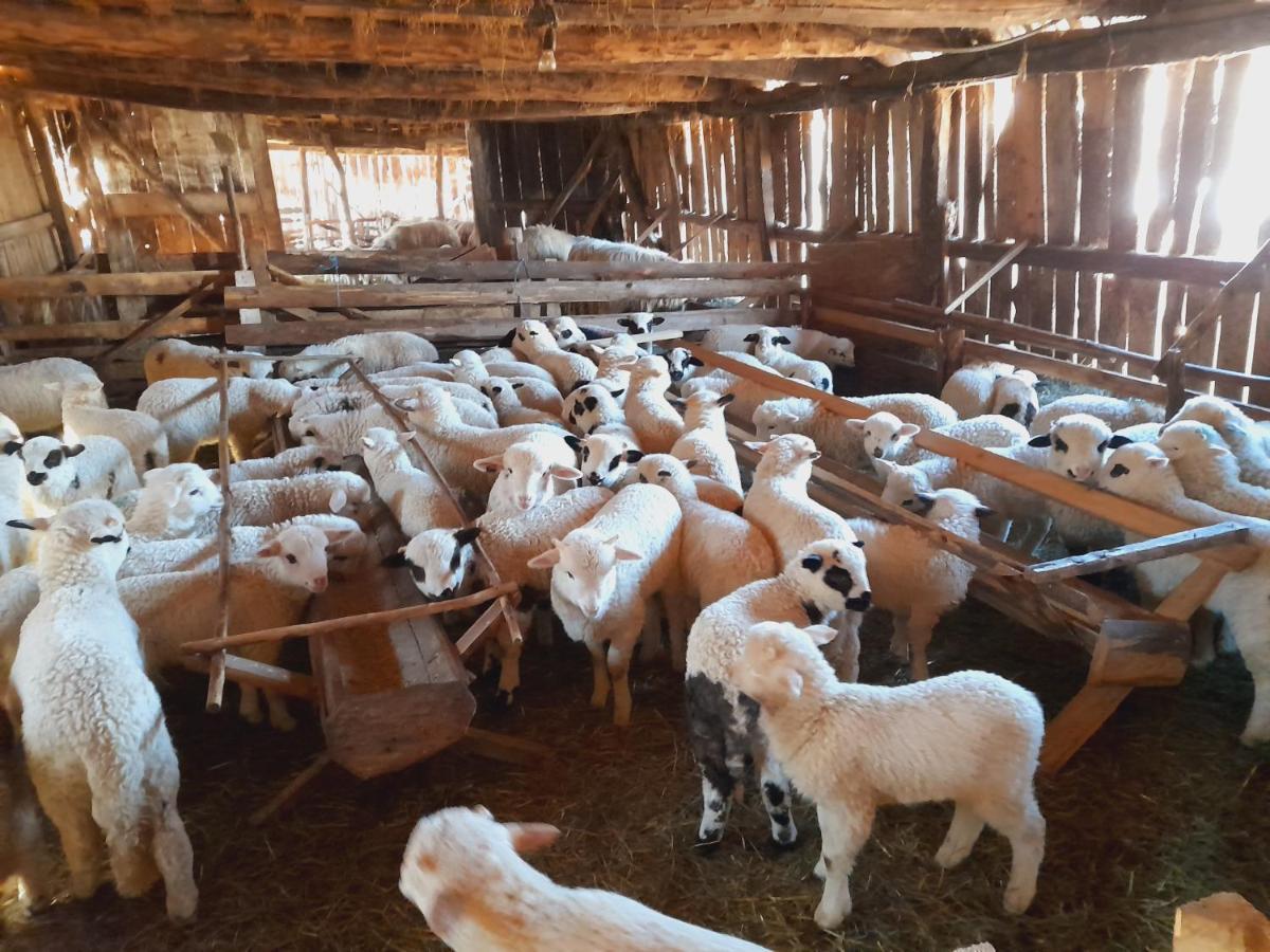 Villa Casa De La Ferma Mariuca Berbesti Esterno foto