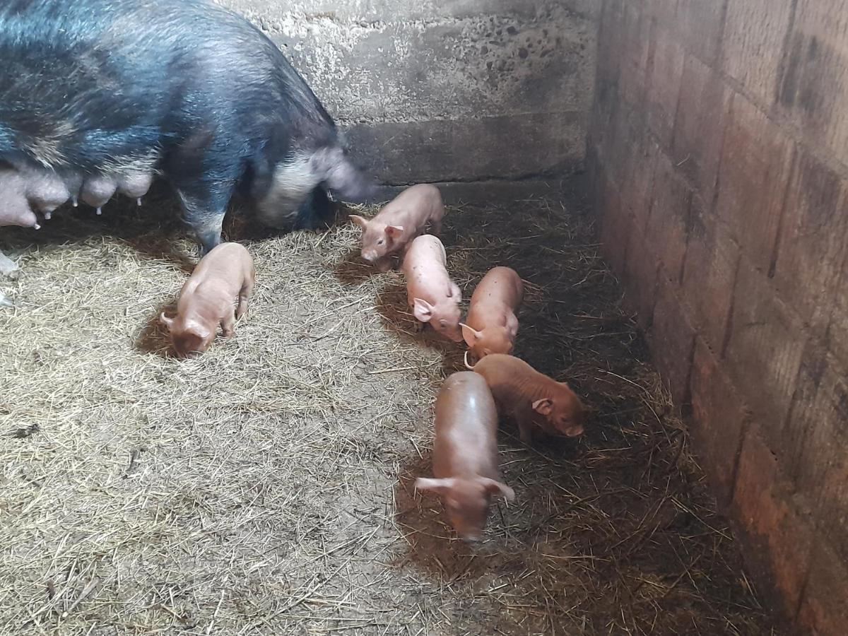 Villa Casa De La Ferma Mariuca Berbesti Esterno foto