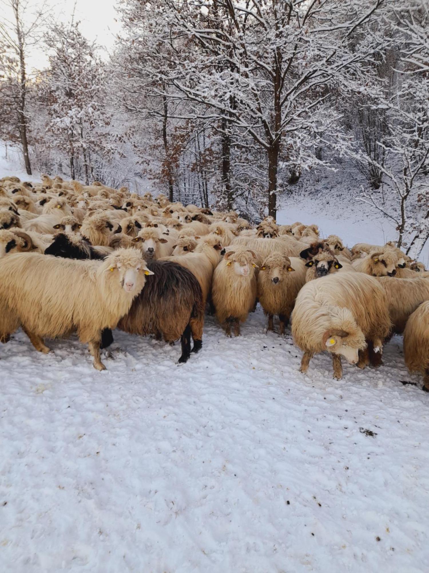 Villa Casa De La Ferma Mariuca Berbesti Esterno foto