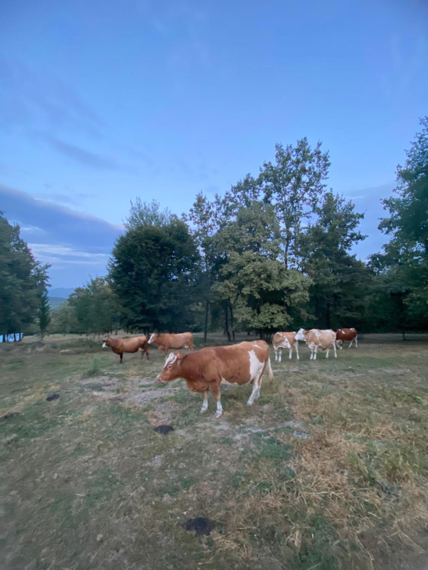 Villa Casa De La Ferma Mariuca Berbesti Esterno foto