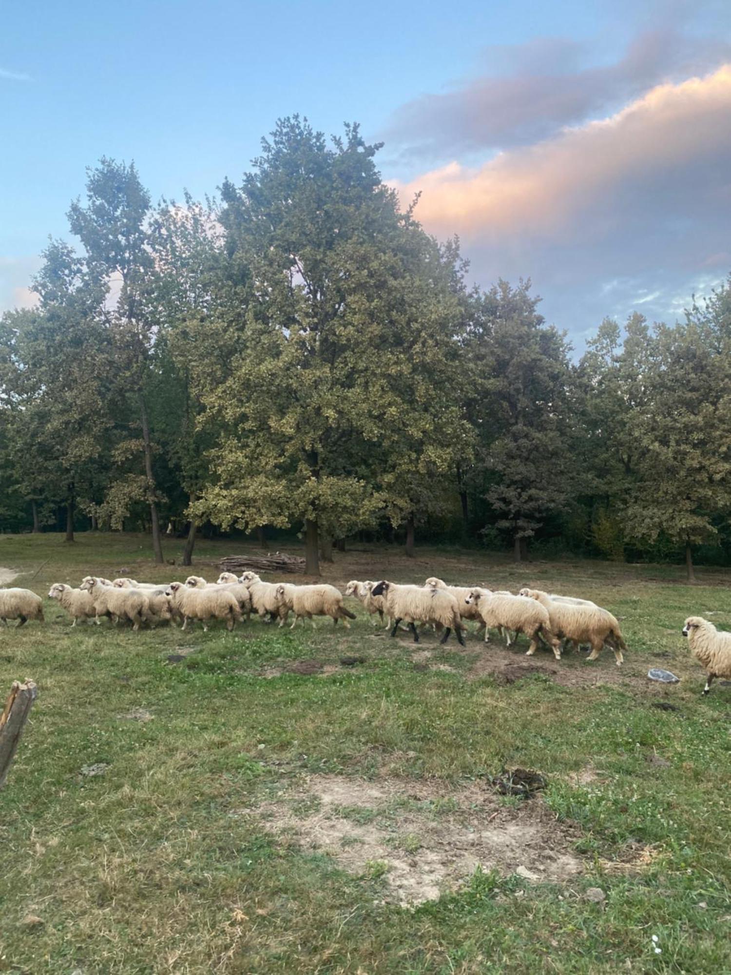 Villa Casa De La Ferma Mariuca Berbesti Esterno foto